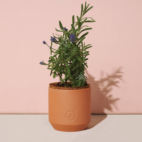 Tiny Terracotta Grow Kits: Good Luck Clover