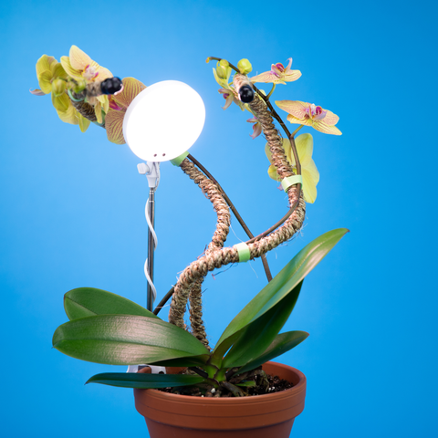 Adjustable LED Plant Light: Black
