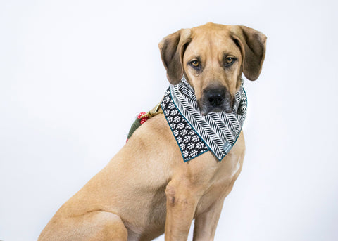 Double Sided Dog Bandana: Blue + White Peacock