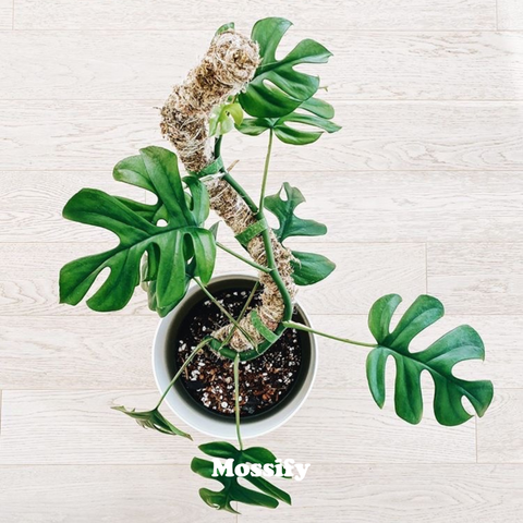 Original Bendable Moss Pole™ - Climbing Plants - Best Seller: 16" (Small)