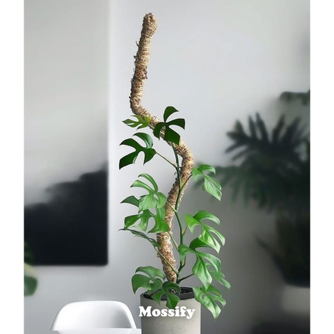 Original Bendable Moss Pole™ - Climbing Plants - Best Seller: 16" (Small)