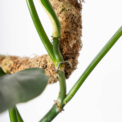 The SuperMoss Bendable SuperPole. : Green Moss Pole