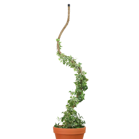 Original Bendable Coir Pole™ - Climbing Plants - Best Seller: 42" (Large)