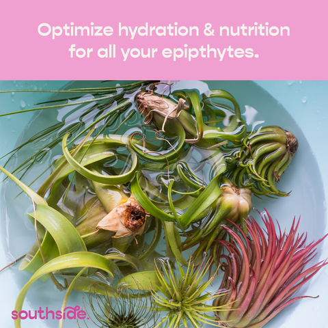 Air Plant Fertilizer - Spray and Soak: 1 oz