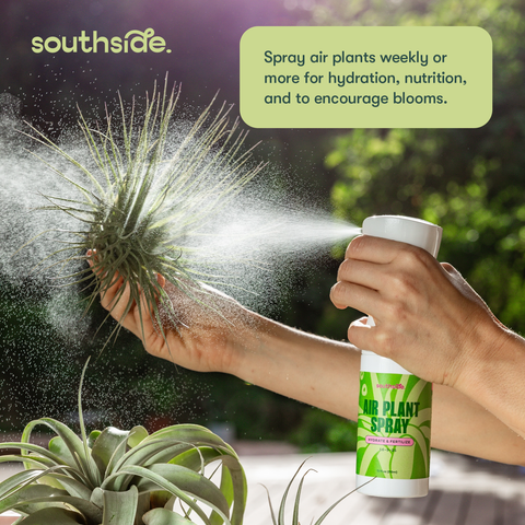 Air Plant Fertilizer - Spray and Soak: 1 oz