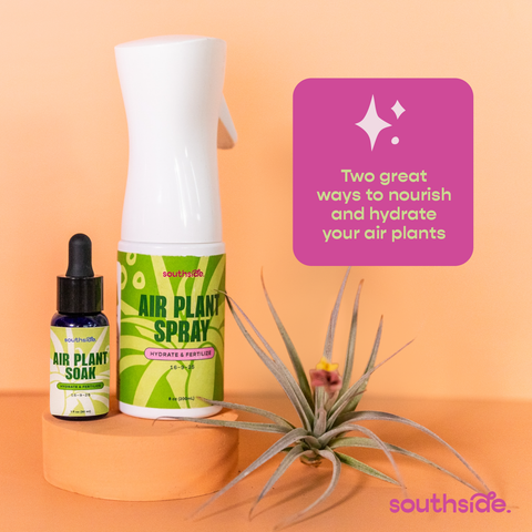 Air Plant Fertilizer - Spray and Soak: 1 oz