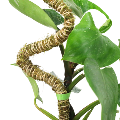 Plant Tape - Pull Your Plants Up - Reusable Plant Tape: 10 Feet