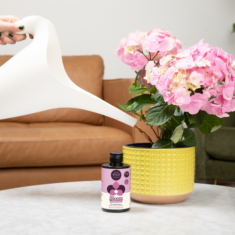 Bloom Concentrate (8 fl oz)