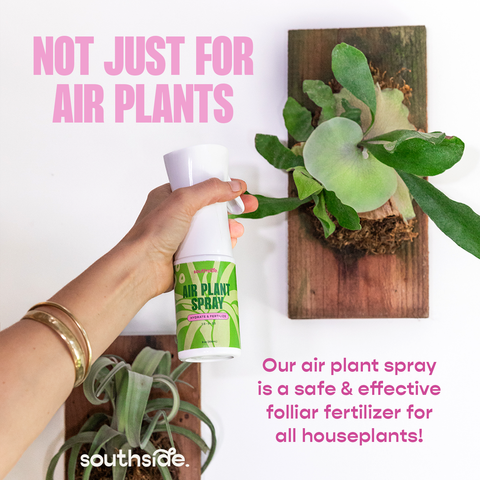 Air Plant Fertilizer - Spray and Soak: 1 oz
