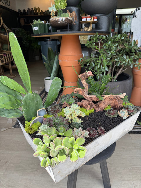 Plant Arrangement