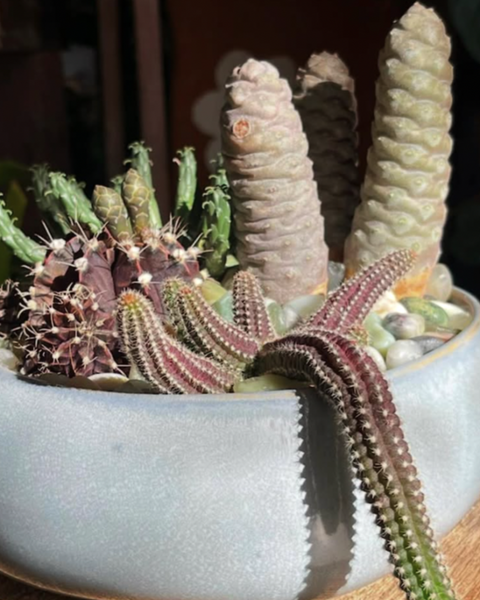 Plant Arrangement