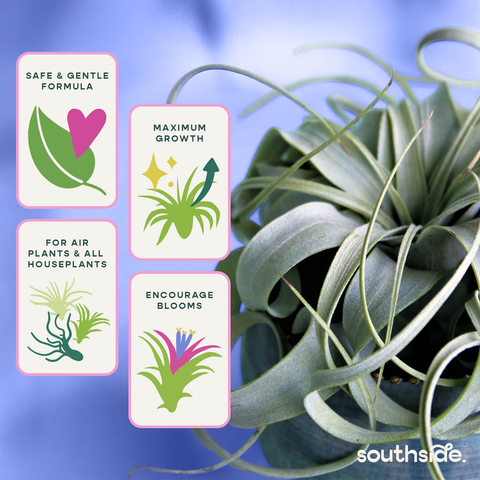 Air Plant Fertilizer - Spray and Soak: 1 oz
