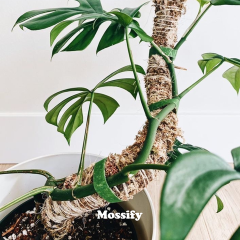 Original Bendable Moss Pole™ - Climbing Plants - Best Seller: 16" (Small)