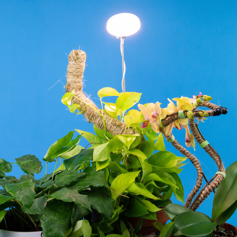 Adjustable LED Plant Light: Black