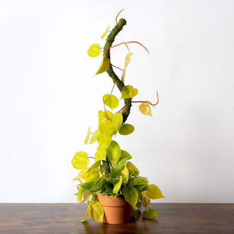 The SuperMoss Bendable SuperPole. : Green Moss Pole