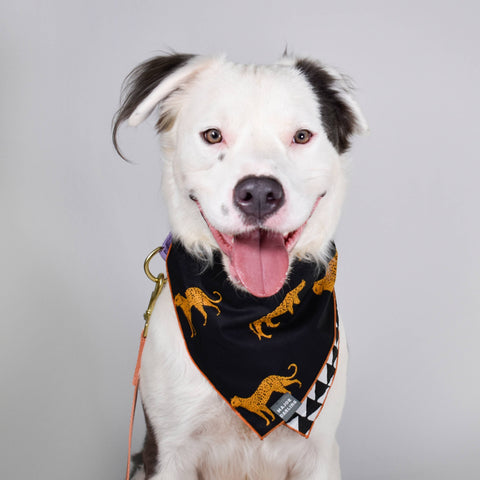 Double Sided Dog Bandana: Blue + White Peacock