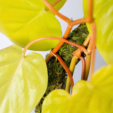 The SuperMoss Bendable SuperPole. : Green Moss Pole