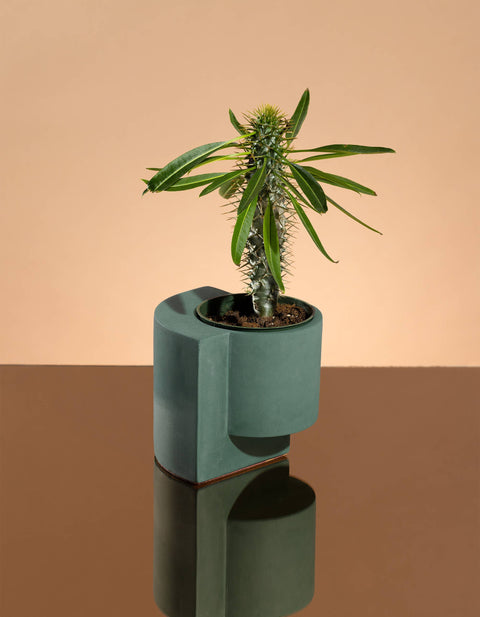 Platform Planter Small - Jungle