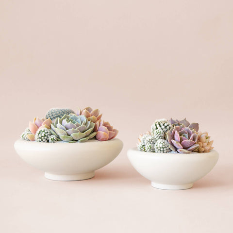 Birdie Bowl | Rainforest: 8.25 inch