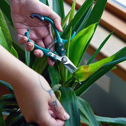 New Colors! Garden Shears : Sage
