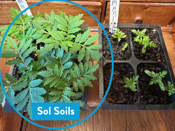 Soil (1Gal) Seedling & Propagation Mix: 1 Gallon (4 quarts)