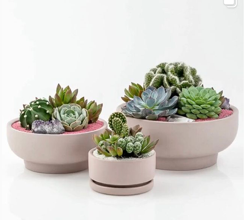 8.25" Gemstone Low-Bowls with Water Saucers: Dusty Rose