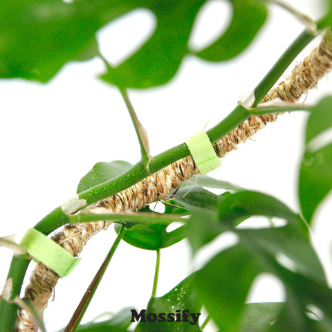 Original Bendable Coir Pole™ - Climbing Plants - Best Seller: 42" (Large)