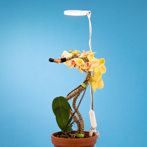 Adjustable LED Plant Light: Black