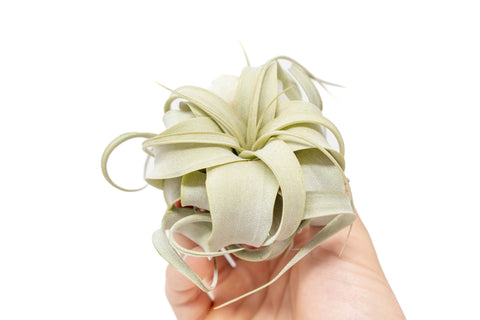 Seedling Tillandsia Xerographica Air Plants