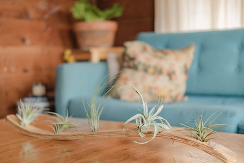 Large Wave Air Plant Hanger