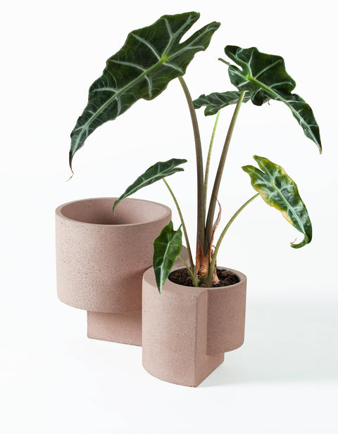 Platform Planter Medium- Coral