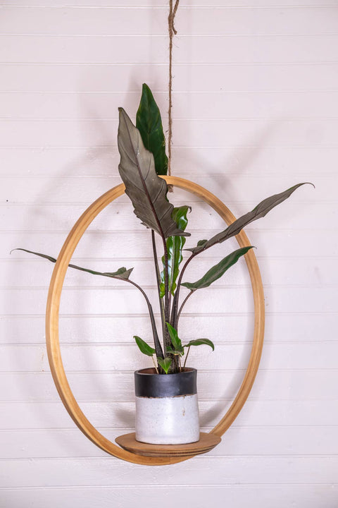 Large Bubble Hanging Planter: Natural Pine