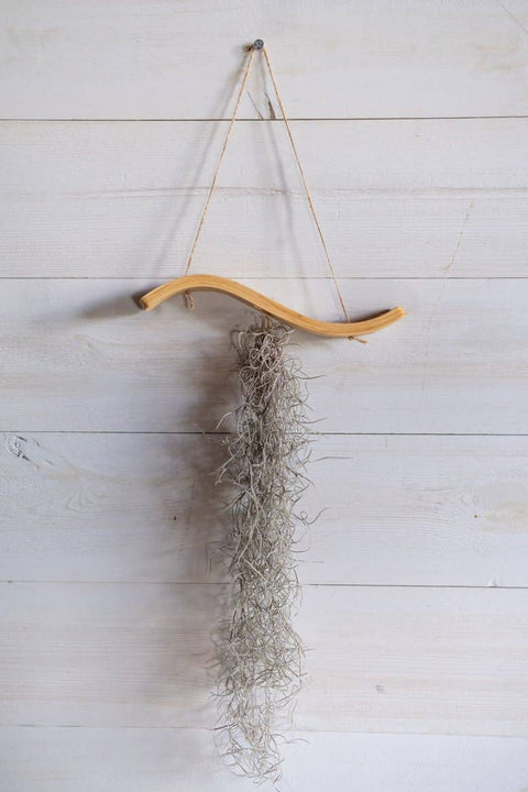 Mini Wave Air Plant Hanger, Air Plant Display, Mini Wave, Air Plant Hanger, Mini Plant Hanger, Bent Wood