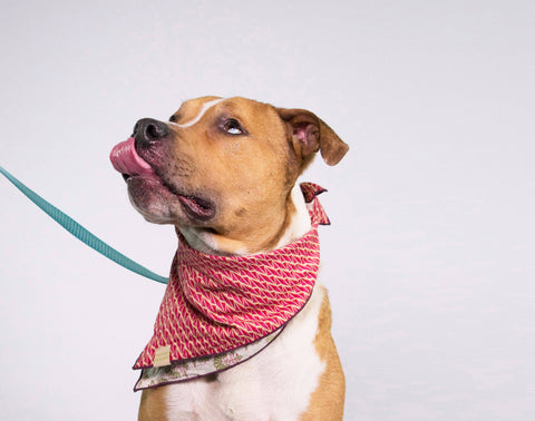 Double Sided Dog Bandana: Blue Floral