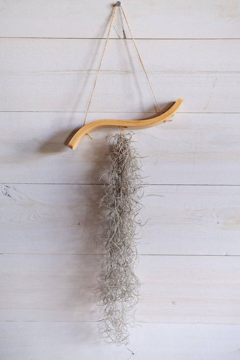 Mini Wave Air Plant Hanger, Air Plant Display, Mini Wave, Air Plant Hanger, Mini Plant Hanger, Bent Wood