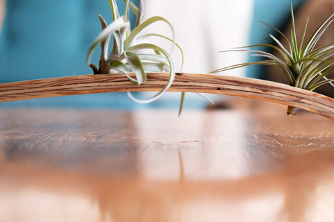 Large Wave Air Plant Hanger