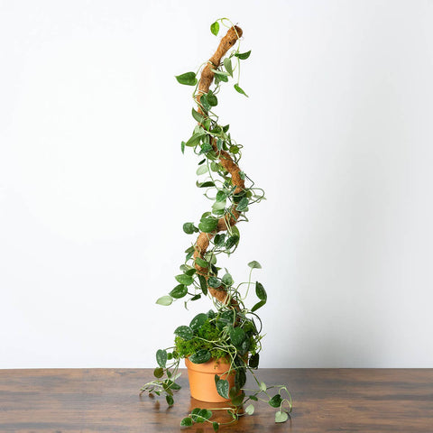 The SuperMoss Bendable SuperPole. : Green Moss Pole
