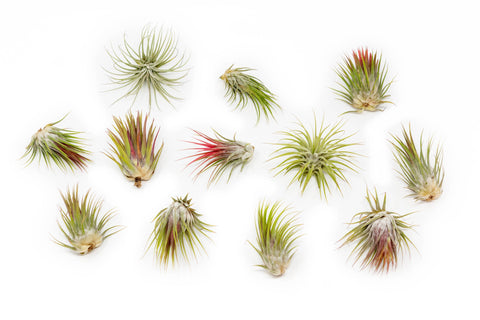 Tillandsia Ionantha Mexican Air Plants