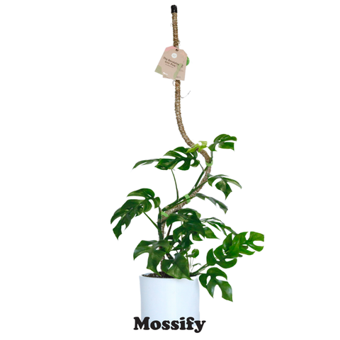 Original Bendable Coir Pole™ - Climbing Plants - Best Seller: 42" (Large)