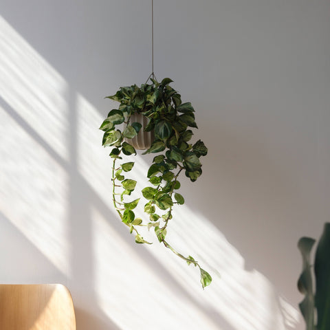 Wrap Planter: Dune / 9 inch