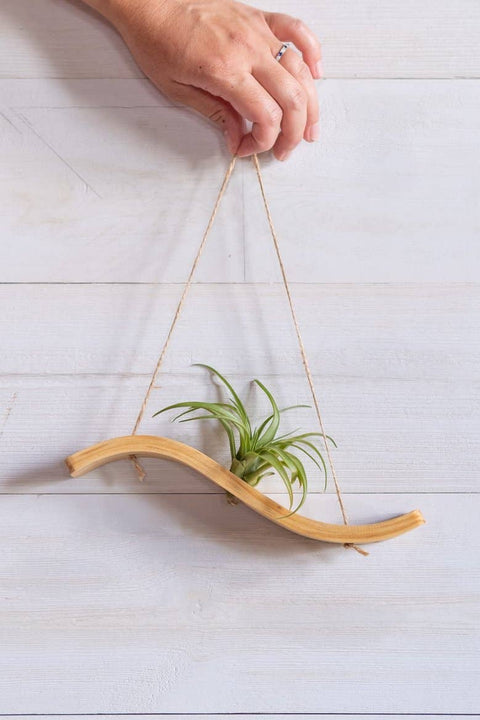 Mini Wave Air Plant Hanger, Air Plant Display, Mini Wave, Air Plant Hanger, Mini Plant Hanger, Bent Wood