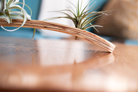 Large Wave Air Plant Hanger