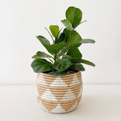 Honey Pot Basket: Akazi L