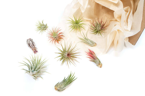 Mini Tillandsia Ionantha Air Plant Pups (24)