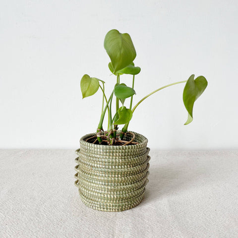 Sweetgrass Plant Basket: Kupanua: Large