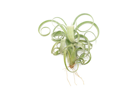 Tillandsia Curly Slim (T. Intermedia x T. Streptophylla)