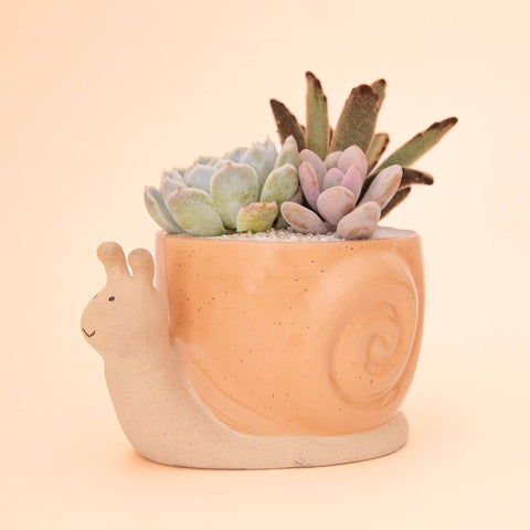 Snail Planter | Sunset: M