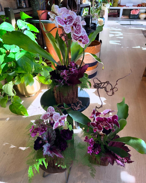 Plant Arrangement