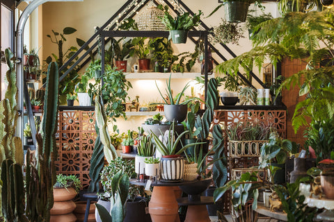 Bring Life to Your Home