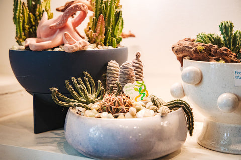 Plant Arrangement